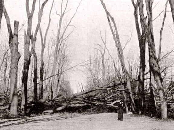 parc devaste a La Fleche pendant l`ouragan de la nuit du 13 au 14 fevrier 1900
