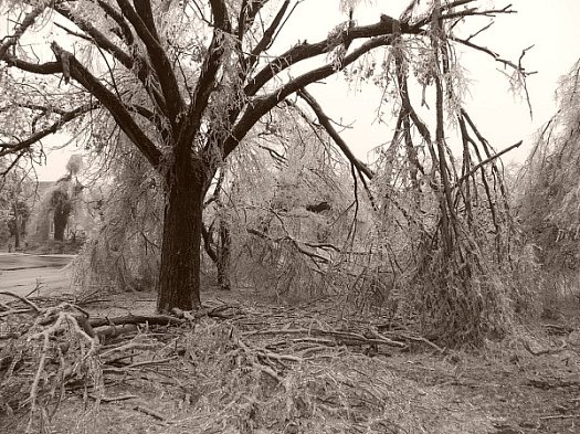 arbre mutile par le verglas
