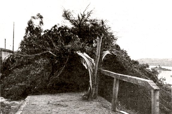 arbre mutile a Angers apres le passage du front orageux le 4 juillet 1905