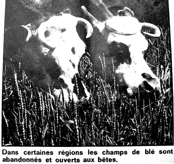 ouverture des champs de cereales ete 76