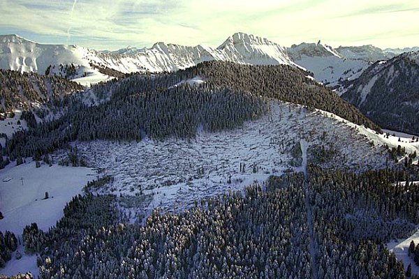 foret couche dans les alpes