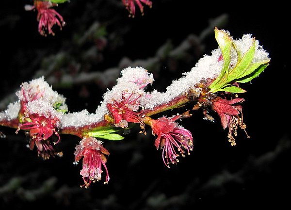 fleurs de pechers sous la neige le 24 mars 2008