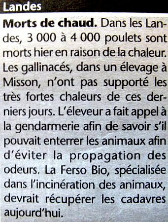 poulets morts 2003