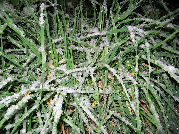 jeune herbe accrochee par les flocons