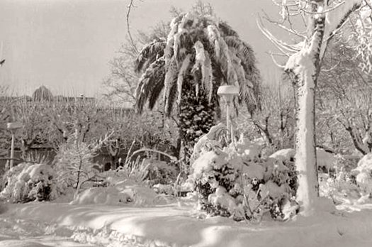 jardins enneiges de Figueres en fevrier 1956