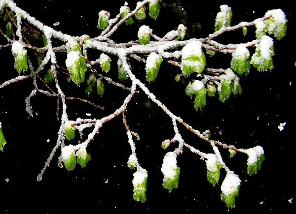 jeunes feuilles de tilleul sous la neige le 24 mars 2008