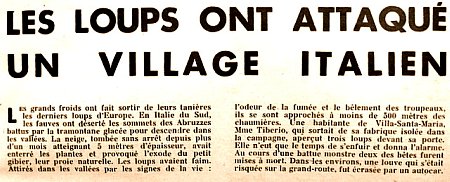 les loups en Italie en fevrier 1954