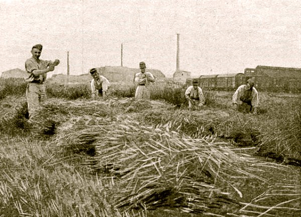 les moissons delicates de l`ete 1905