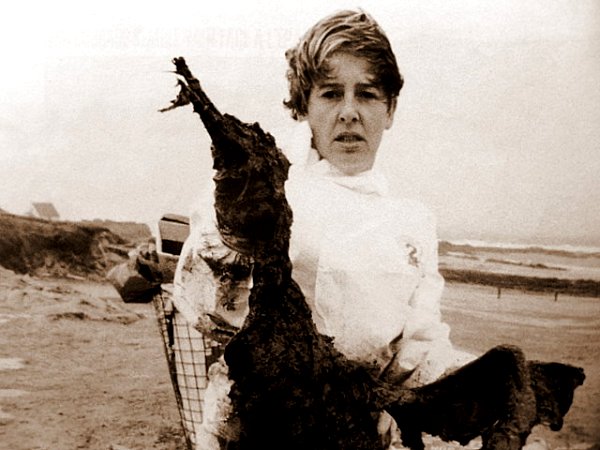 oiseau victime du fioul 1999