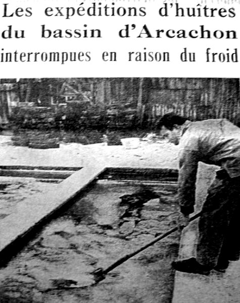 désarroi des ostréiculteurs fin décembre 62