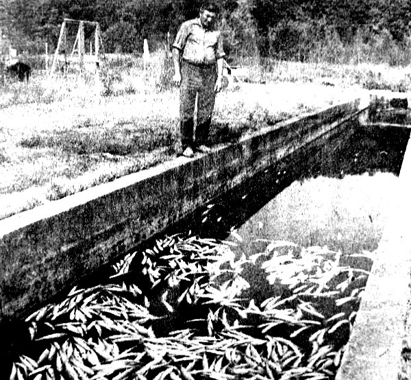 les degats dans la pisciculture juillet 1976