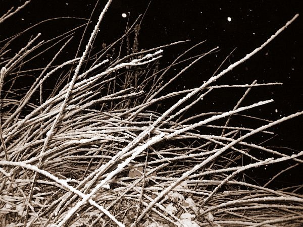 roncier souligne par la neige le 24 mars 2008