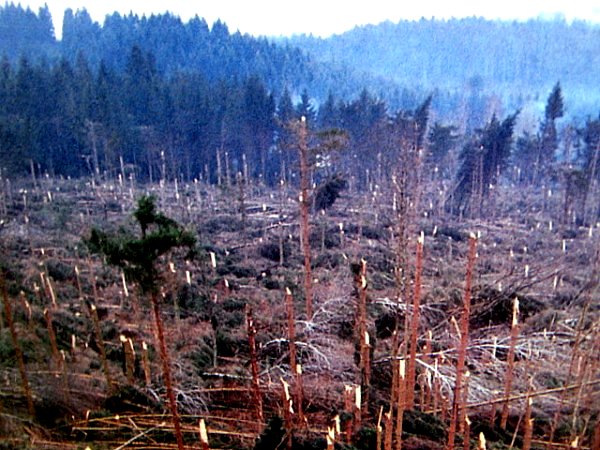 saignée dans une forêt