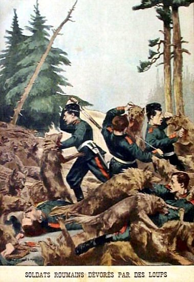 soldats roumains attaques par des loups affames en fevrier 1901