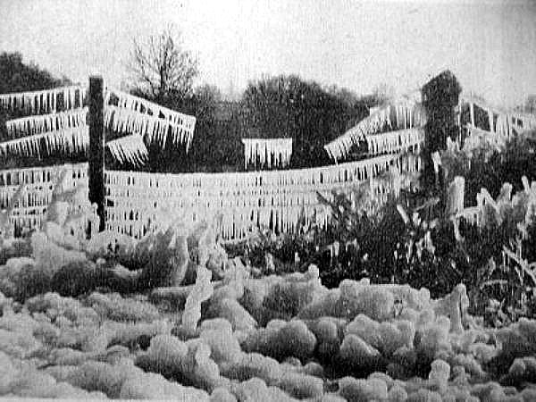 des cultures recouvertes de glace janvier 63