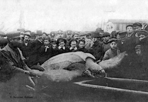 tortue luth capturee dans l`estuaire de la Gironde le 7 février 1904