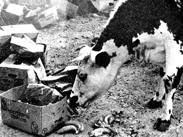 vaches au "regime" bananes ete 76