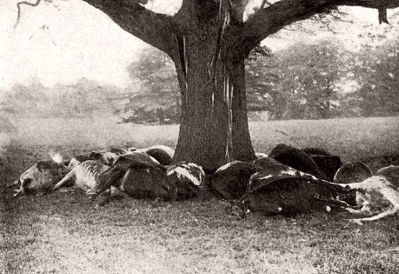 vaches foudroyees sous un arbre le 9 juillet 1905