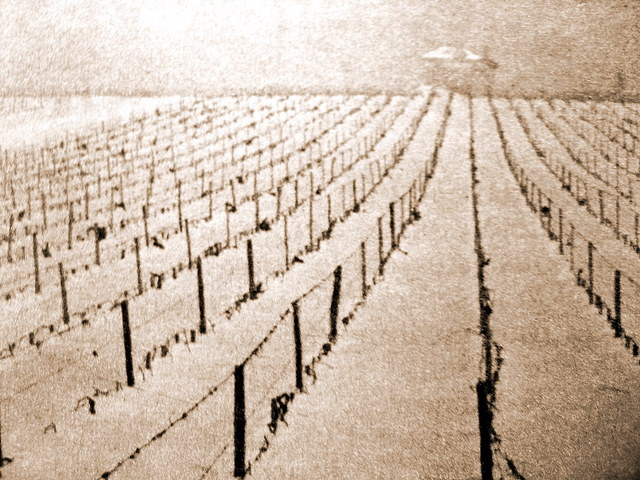 vignoble Haut Brion 1956